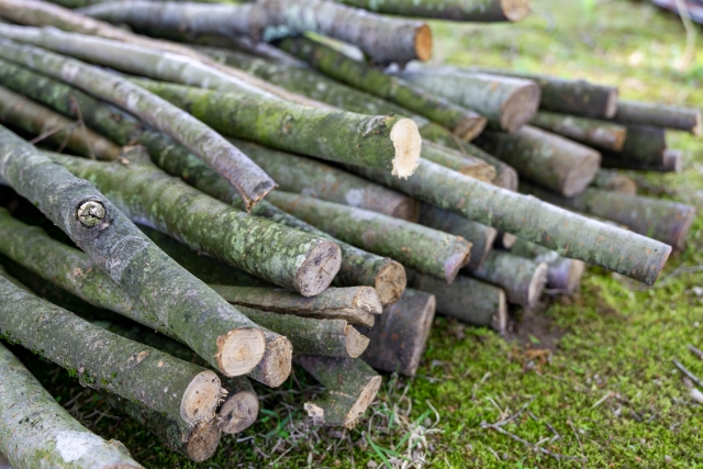 庭木の処分方法！剪定した枝の捨て方や伐採費用・お祓いの必要性も解説